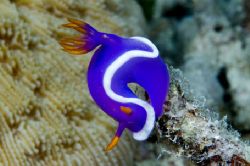 Nikon D100 , 105 macro, two strobo
Lakayan 2005
The nudy by Marchione Giacomo 